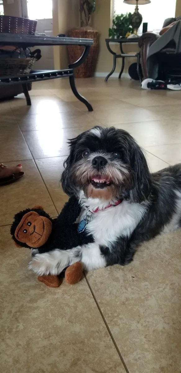 Lost dog in Spring, TX, 77379