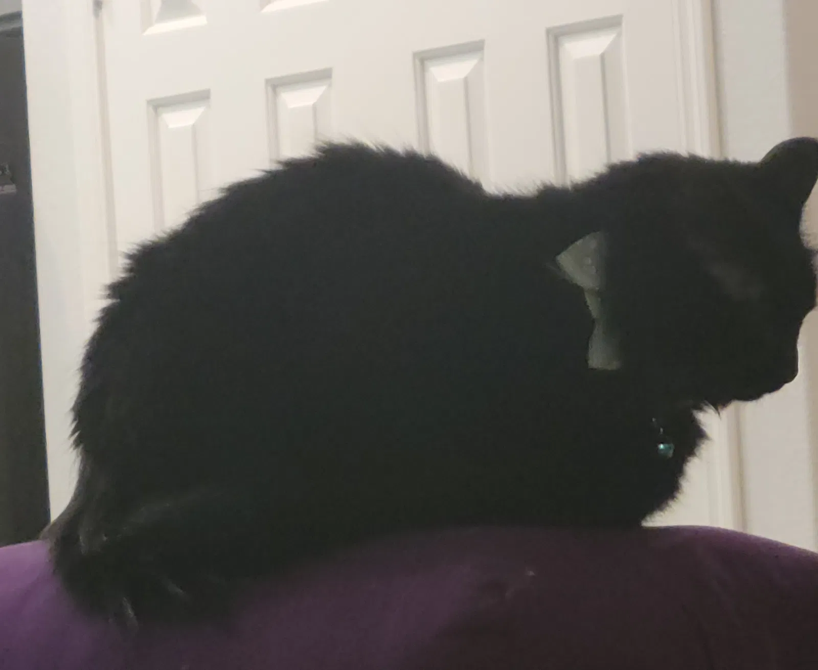 Lost cat in Las Vegas, NV, 89123