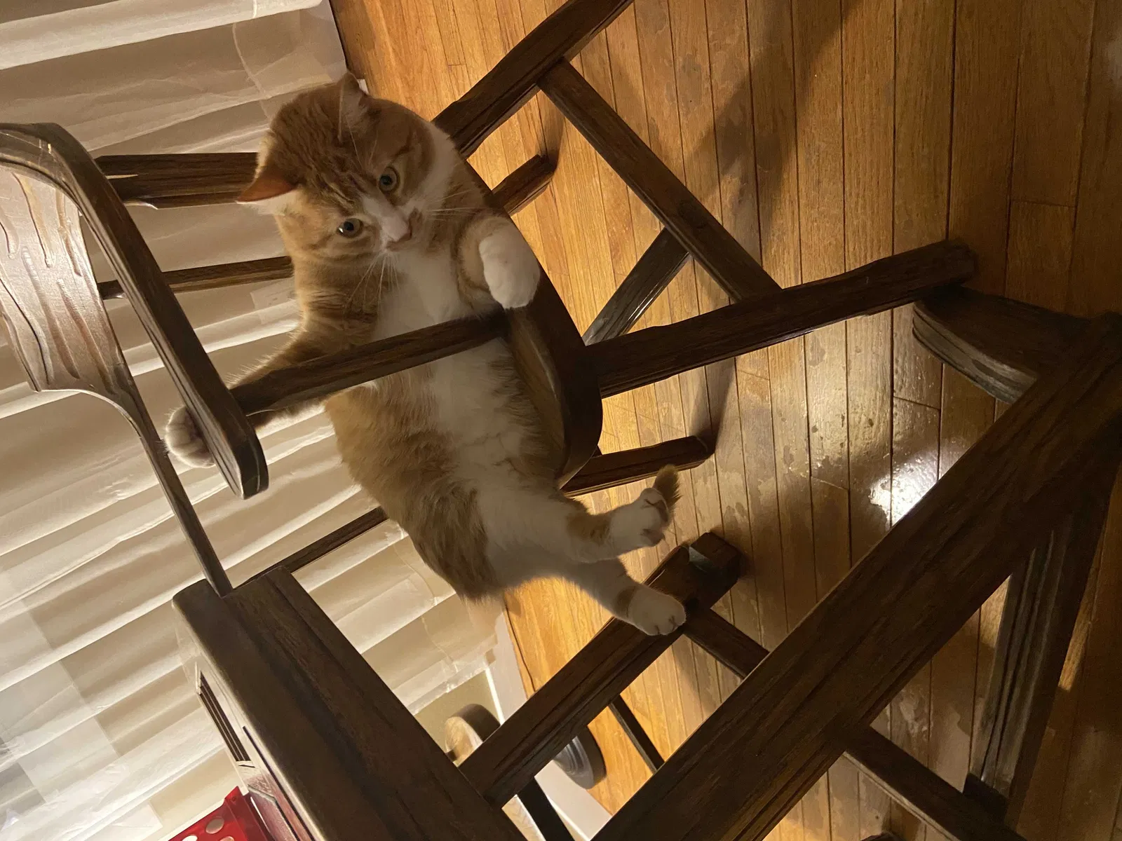 Lost cat in Champaign, IL, 61821