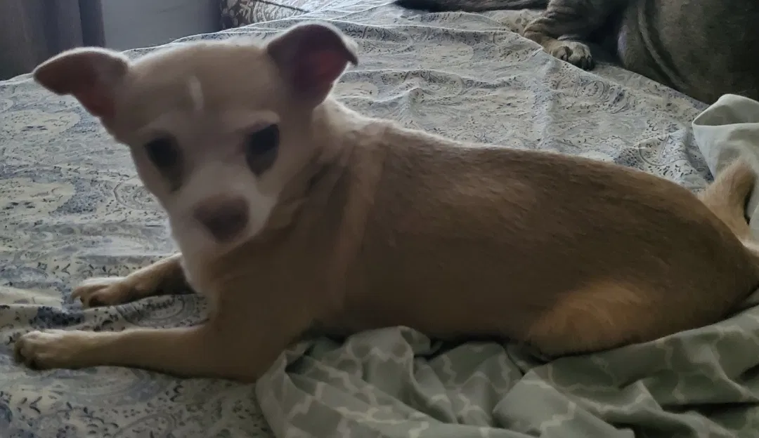 Lost dog in San Antonio, TX, 78240