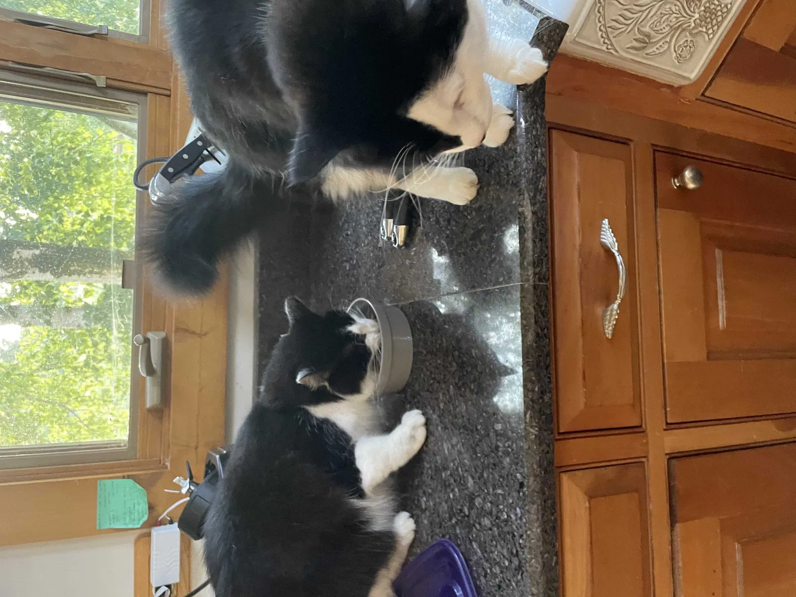 Found cat in Elgin, IL, 60124