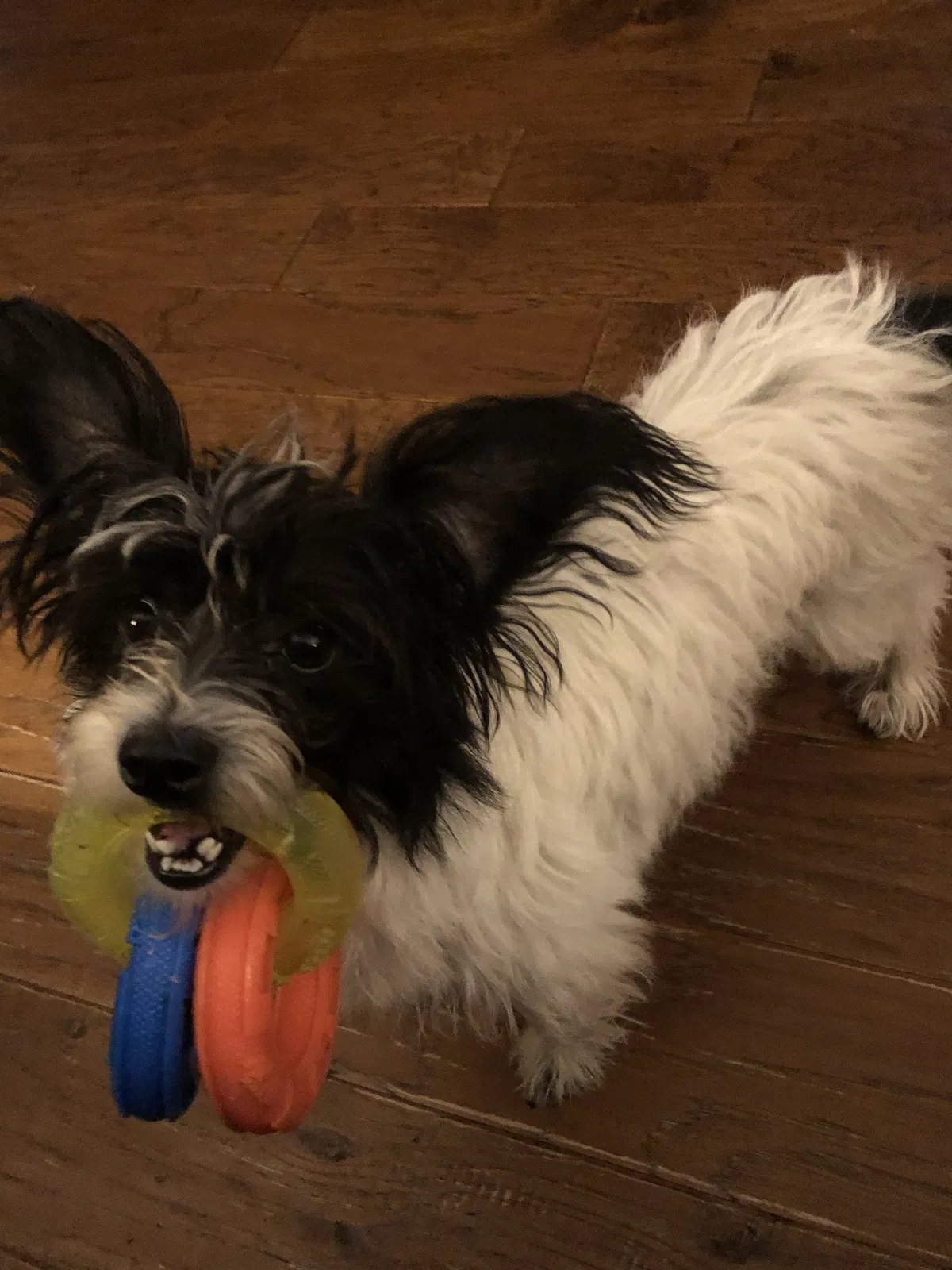 Lost dog in New Madrid, MO, 63869