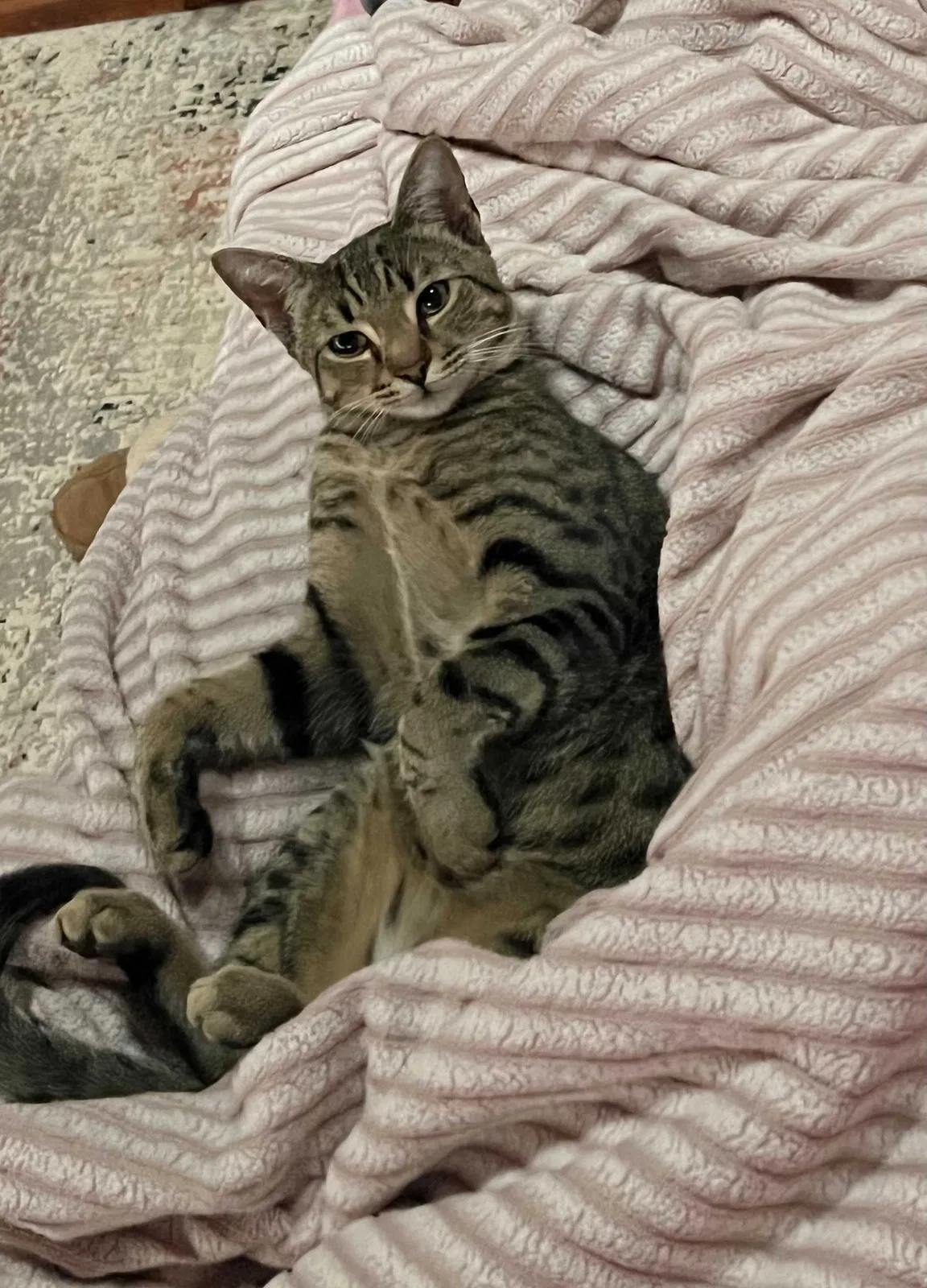 Lost cat in Douglasville, GA, 30135