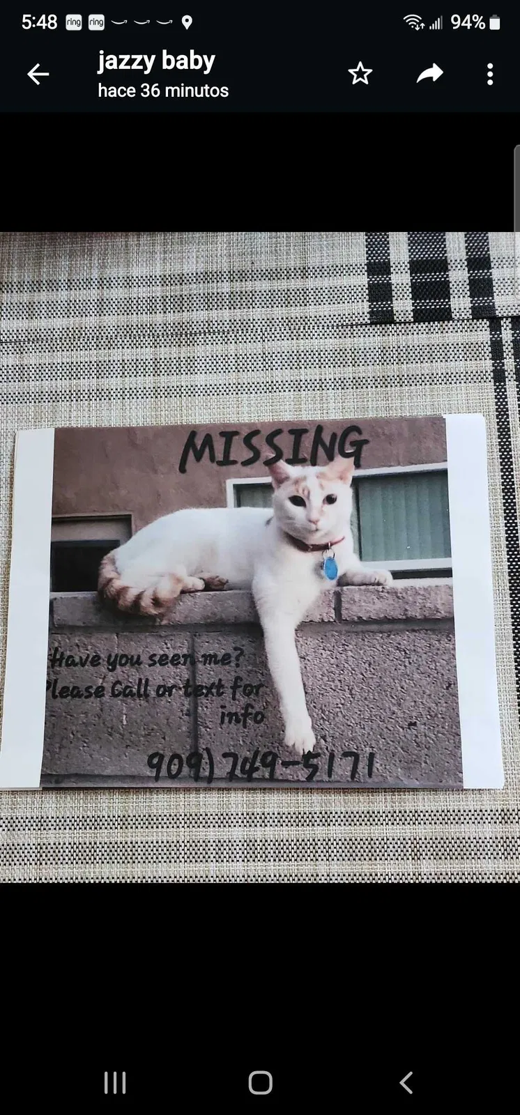 Lost cat in Apple Valley, CA, 92307