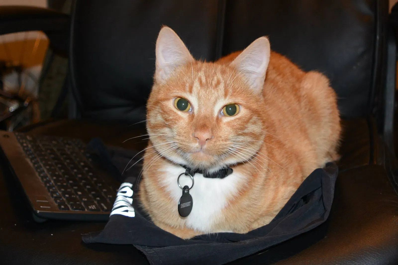 Lost cat in West Sacramento, CA, 95691