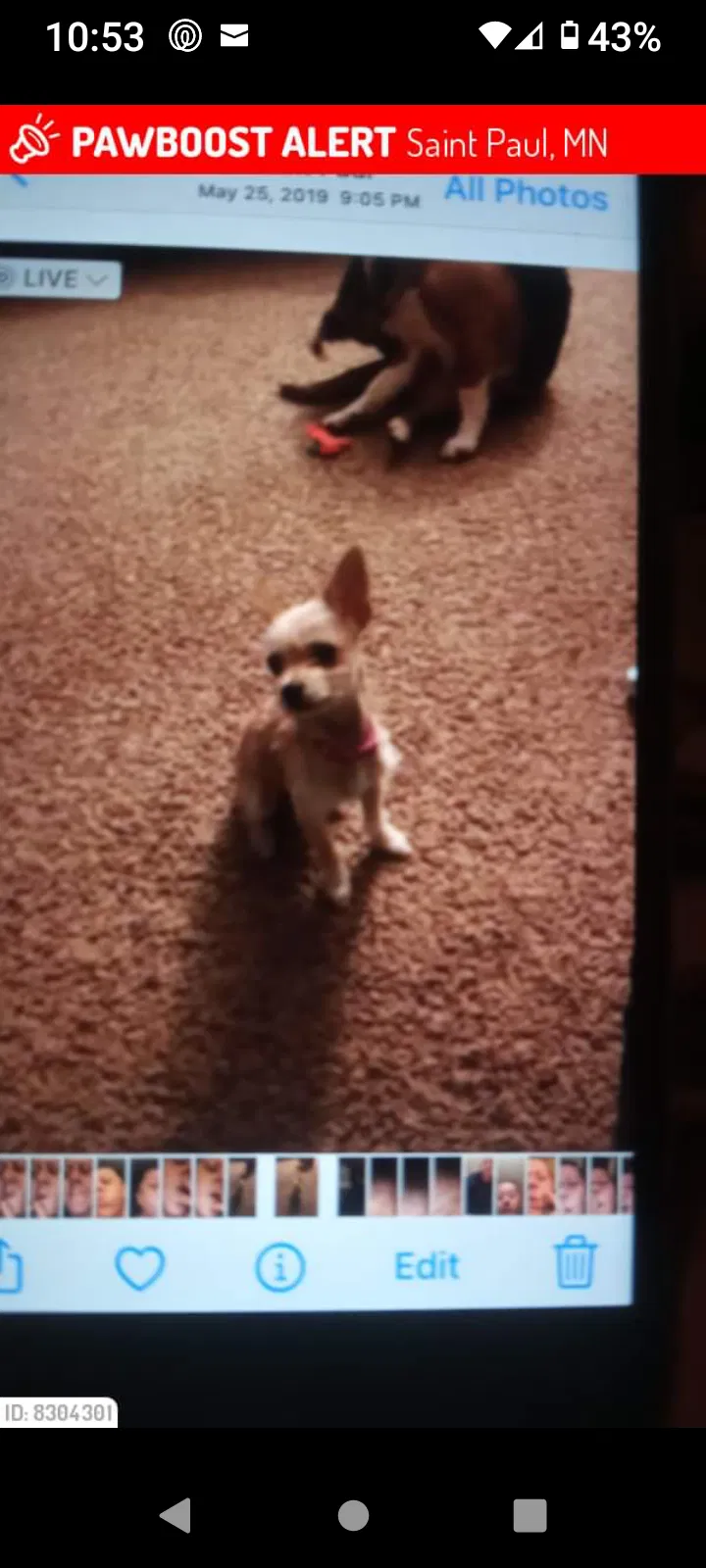Lost dog in Saint Paul, MN, 55106