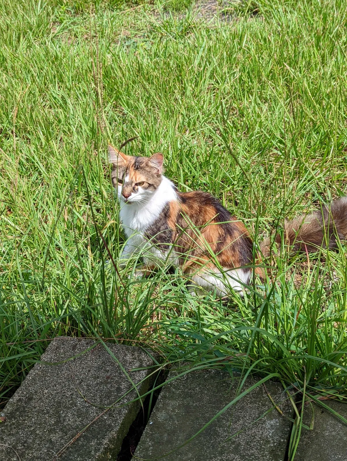 Lost cat in Fort Mc Coy, FL, 32134