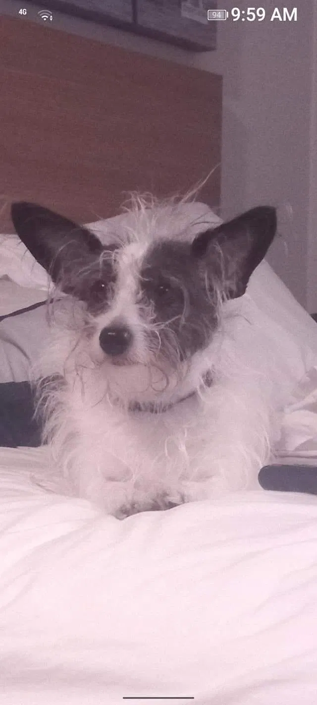 Lost dog in San Antonio, TX, 78226