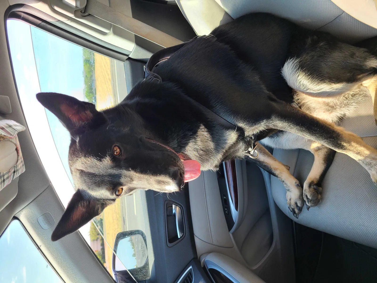 Lost dog in Hayward, CA, 94541