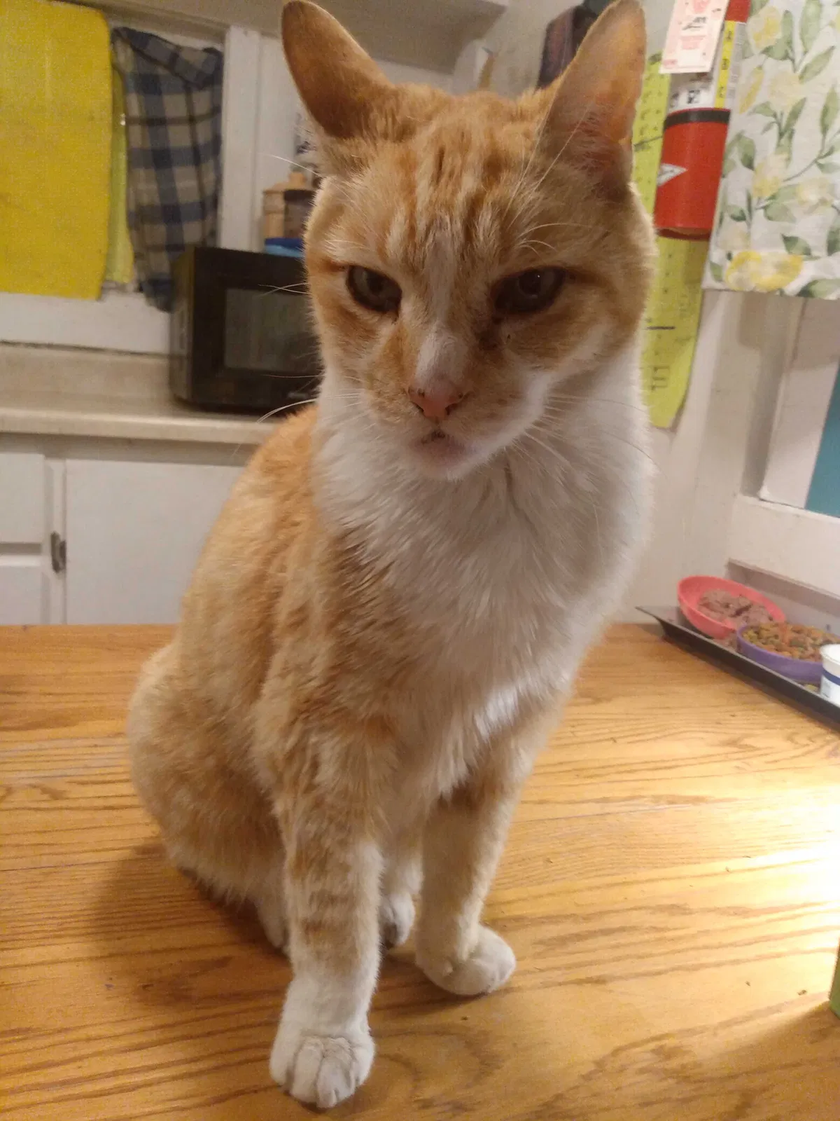 Lost cat in Reno, NV, 89506