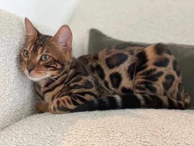 Lost cat in San Antonio, TX, 78248