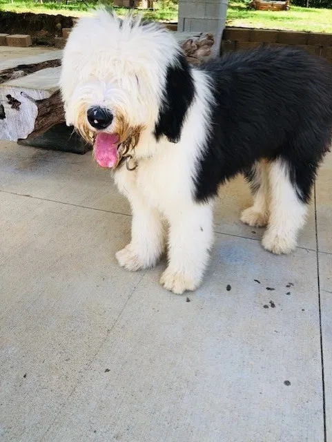 Found dog in Cascade, VA, 24069