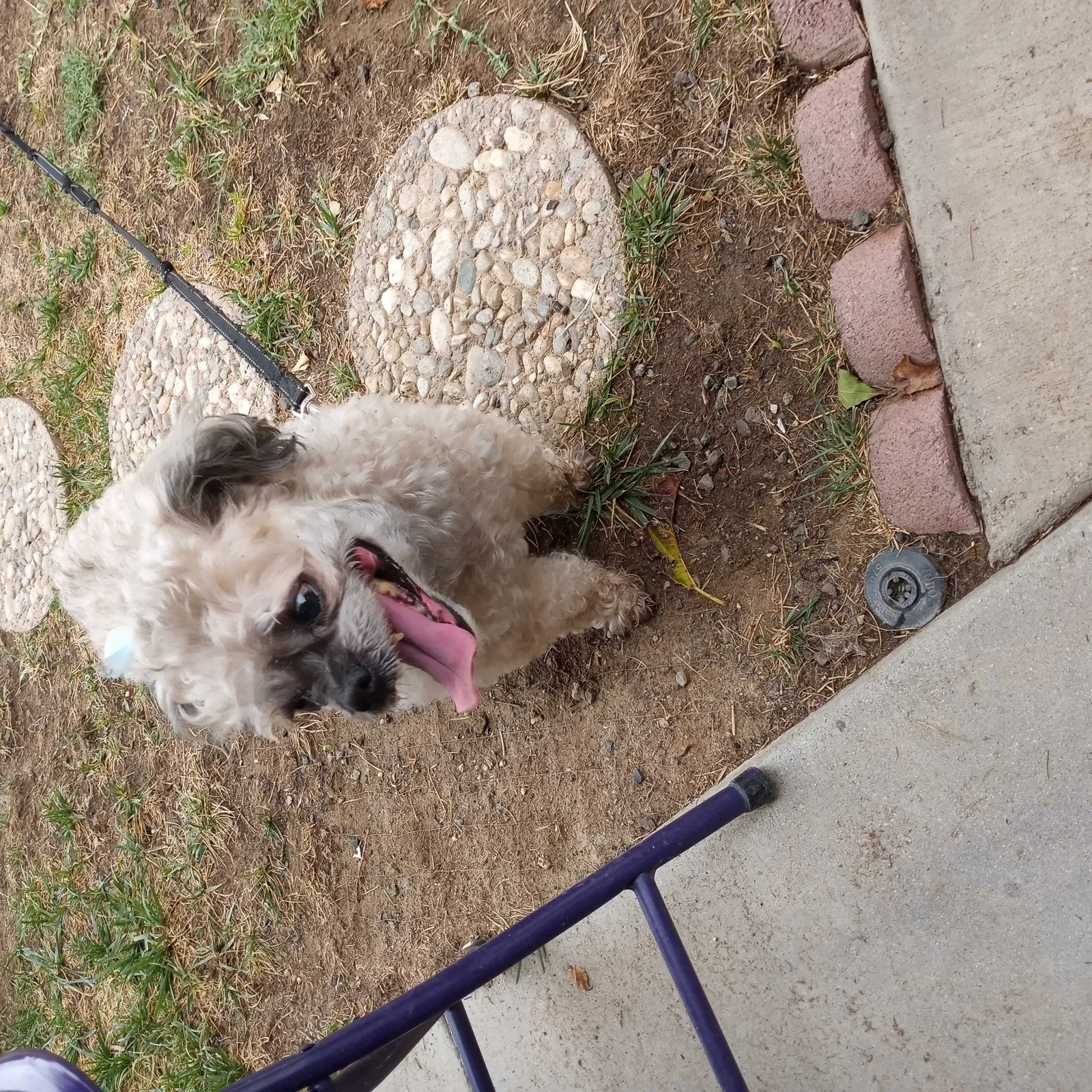 Found dog in Lancaster, CA, 93535