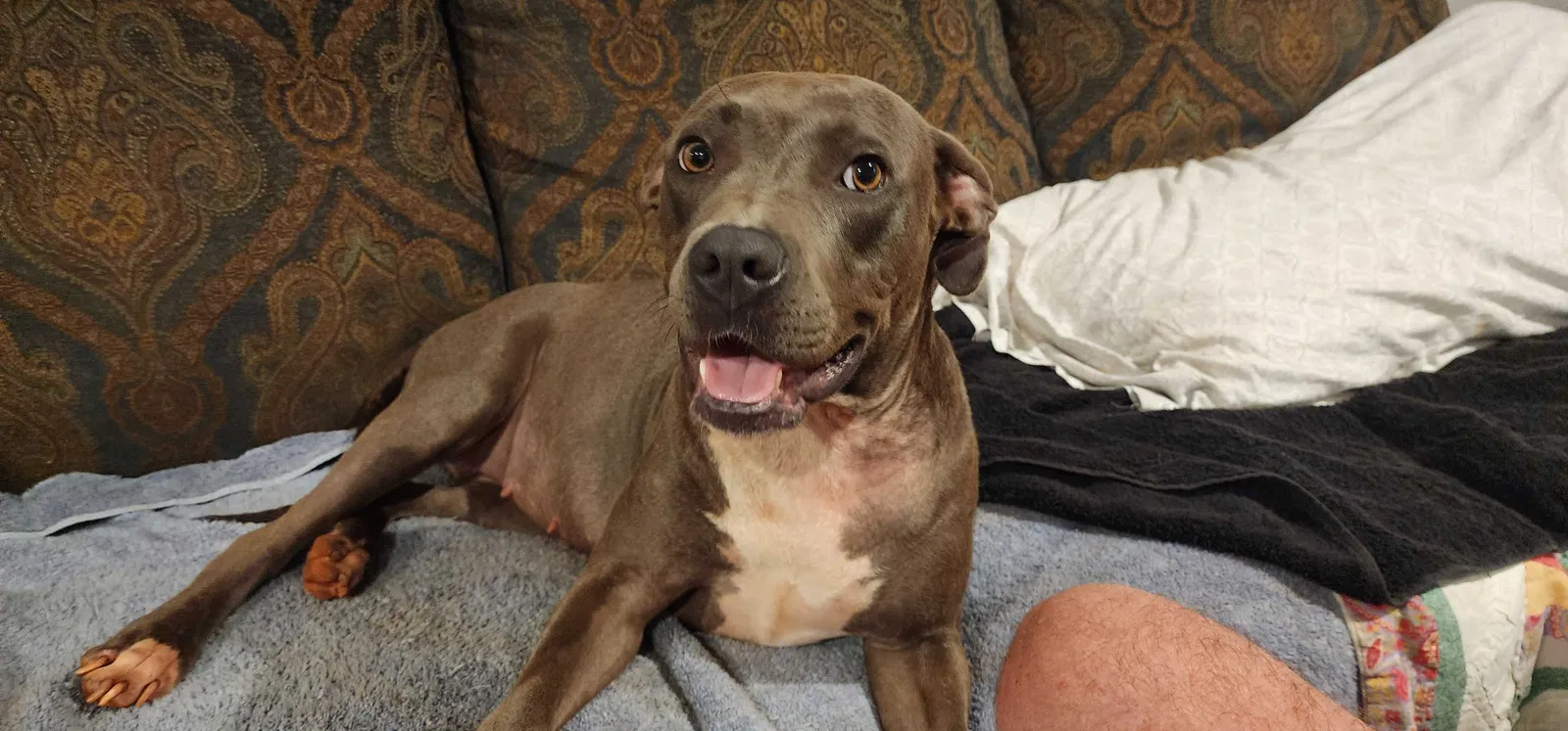 Found dog in Mobile, AL, 36693