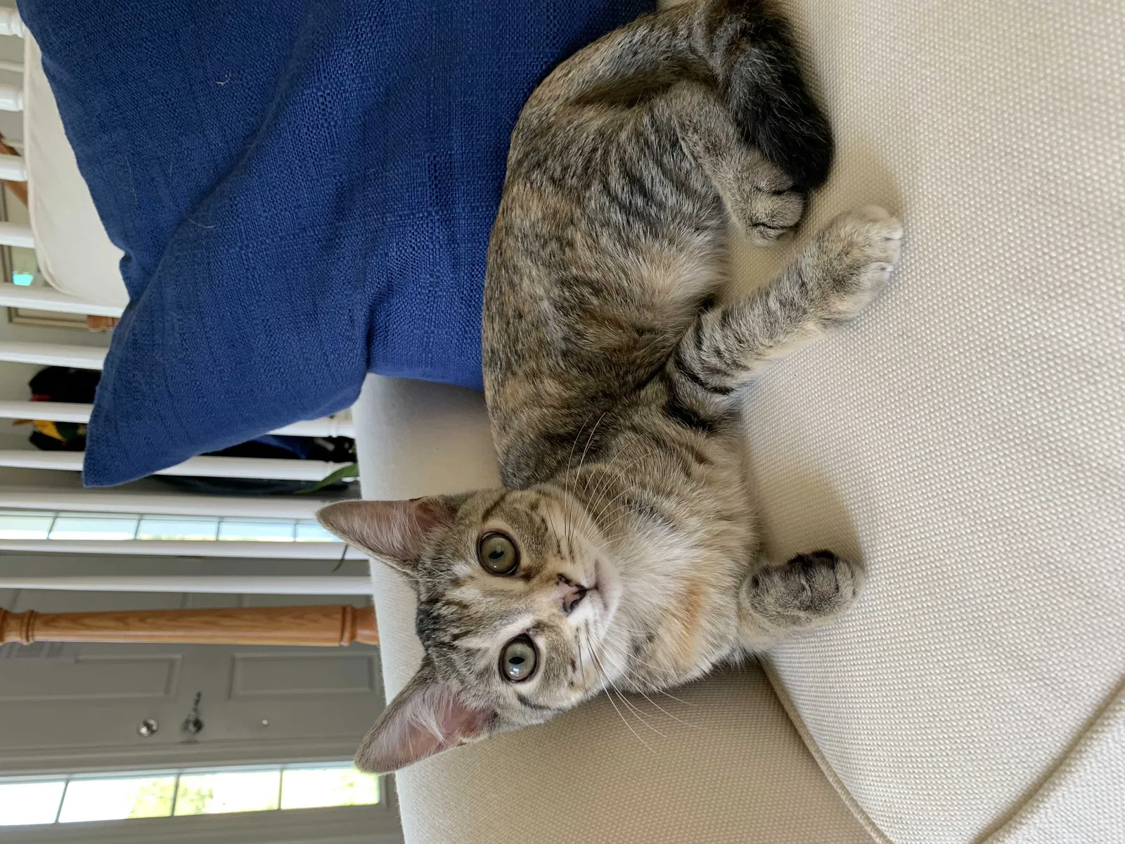 Lost cat in Wrentham, MA, 2093