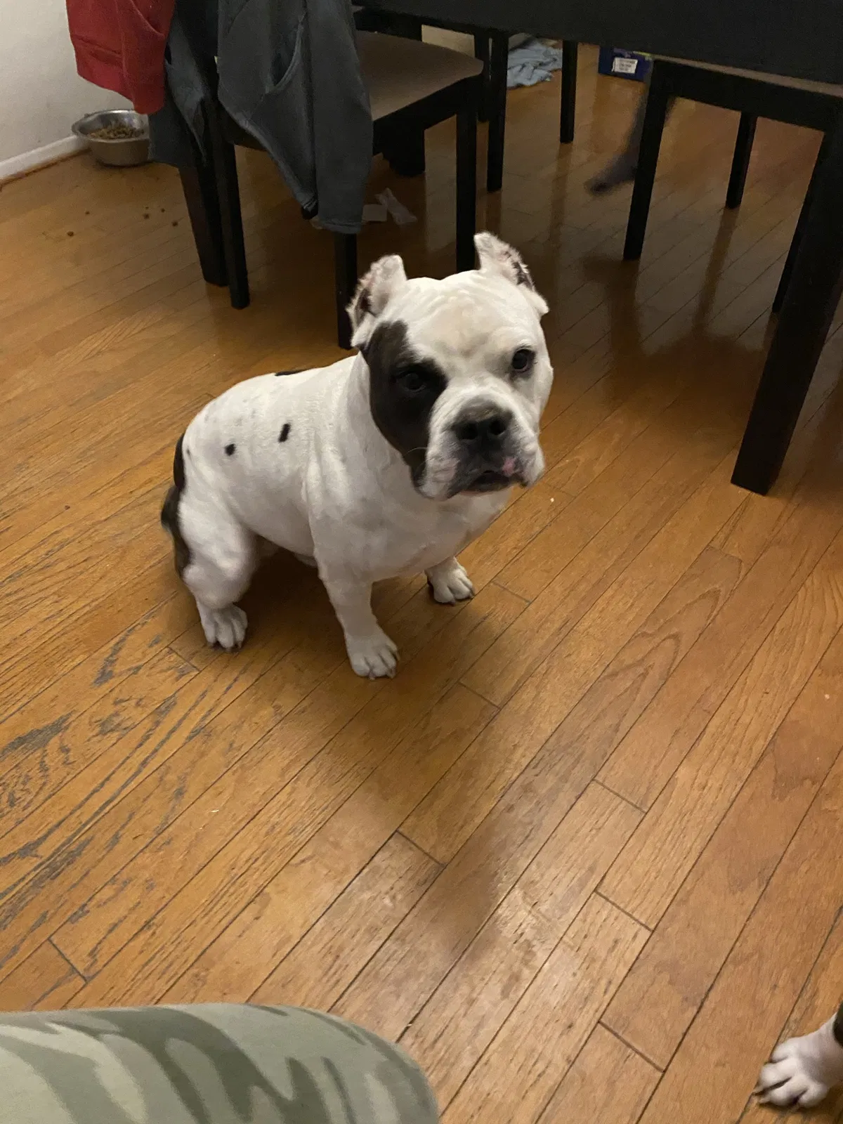 Lost dog in Phoenix, AZ, 85009