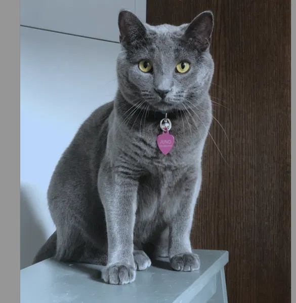 Lost cat in Kansas City, MO, 64112
