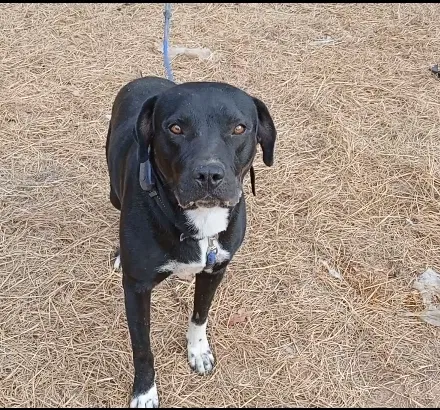 Lost dog in Kemp, TX, 75143