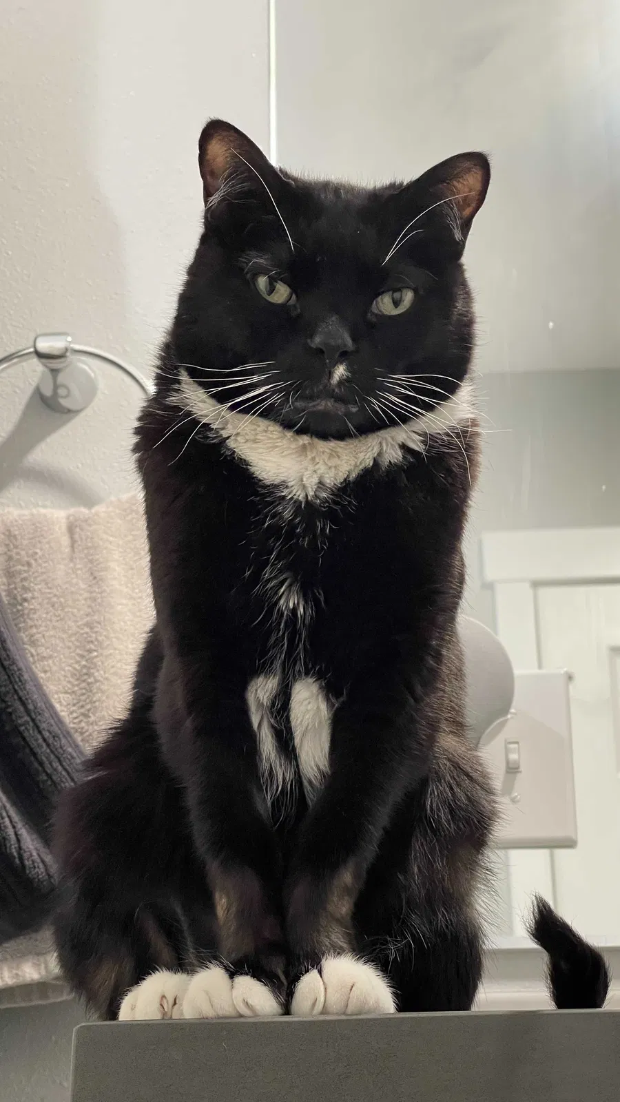 Lost cat in Portland, OR, 97206