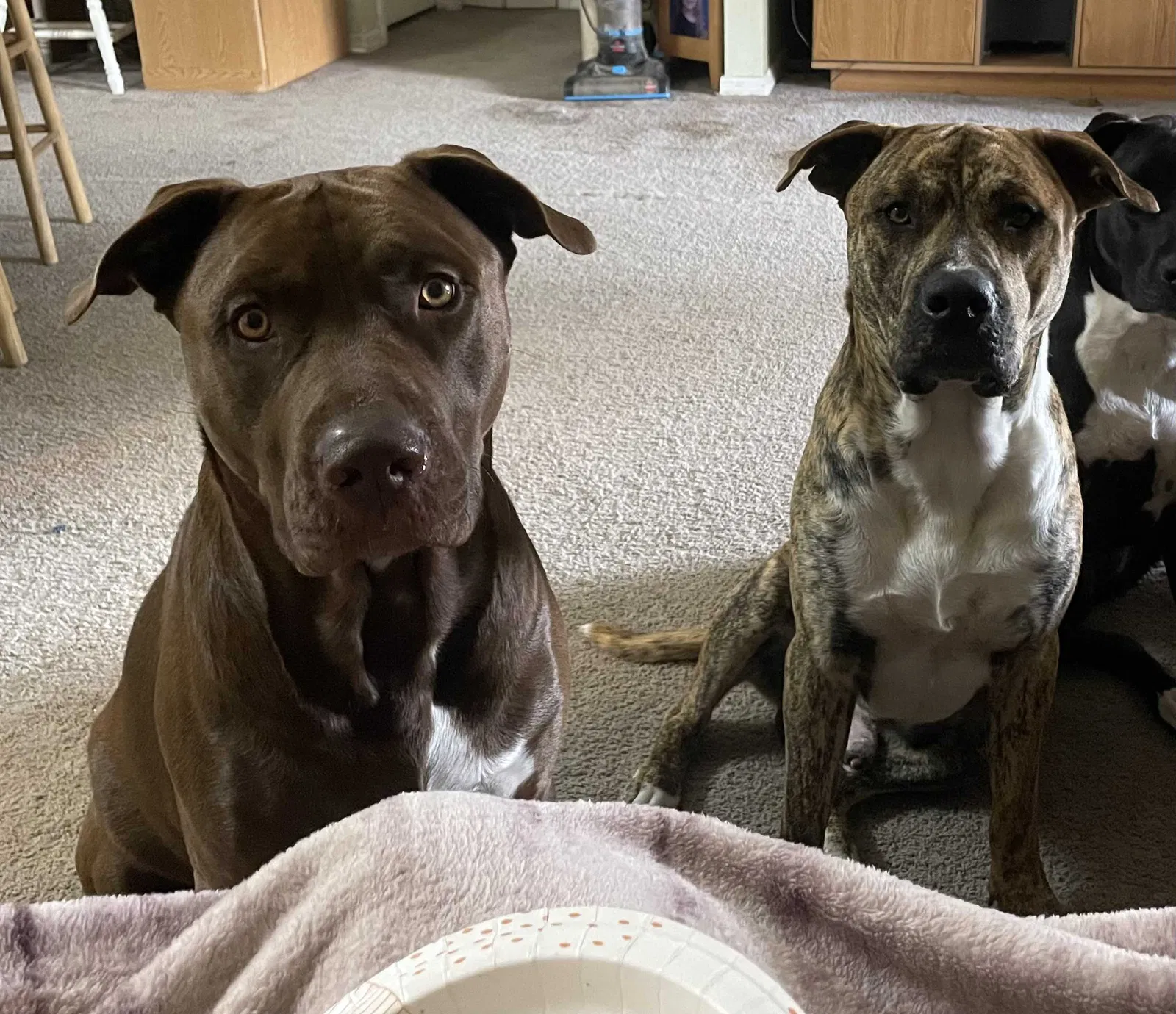 Lost dog in Palm Bay, FL, 32908