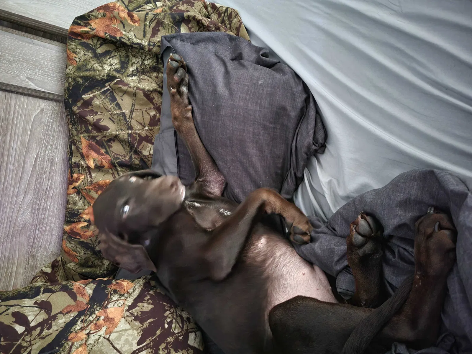 Lost dog in Melbourne, FL, 32904