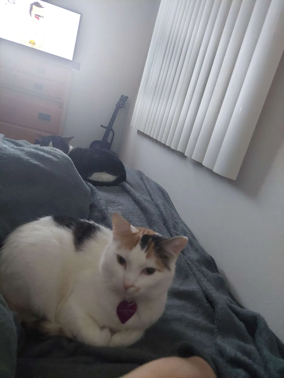 Lost cat in Kenosha, WI, 53144