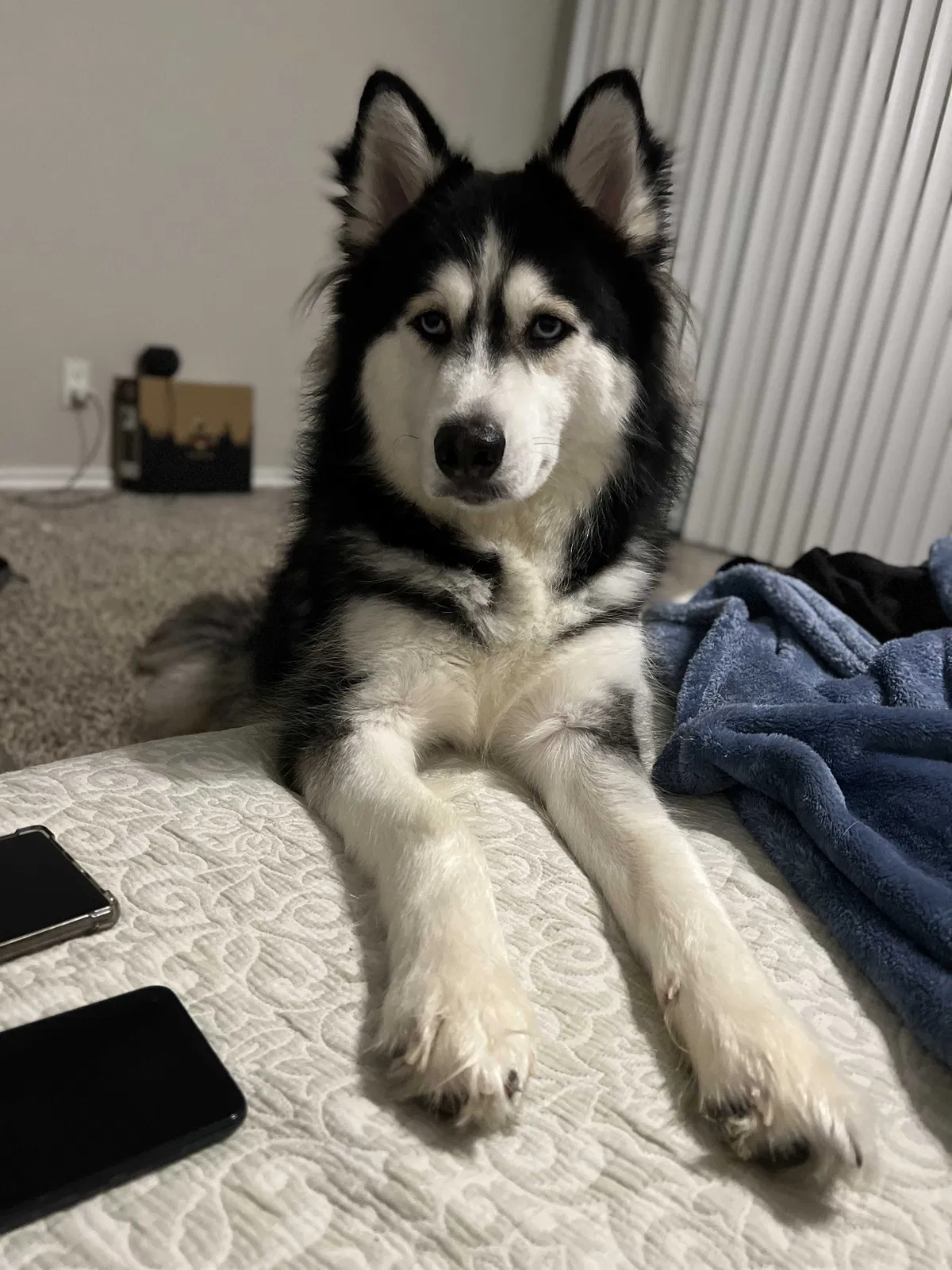Lost dog in San Antonio, TX, 78213