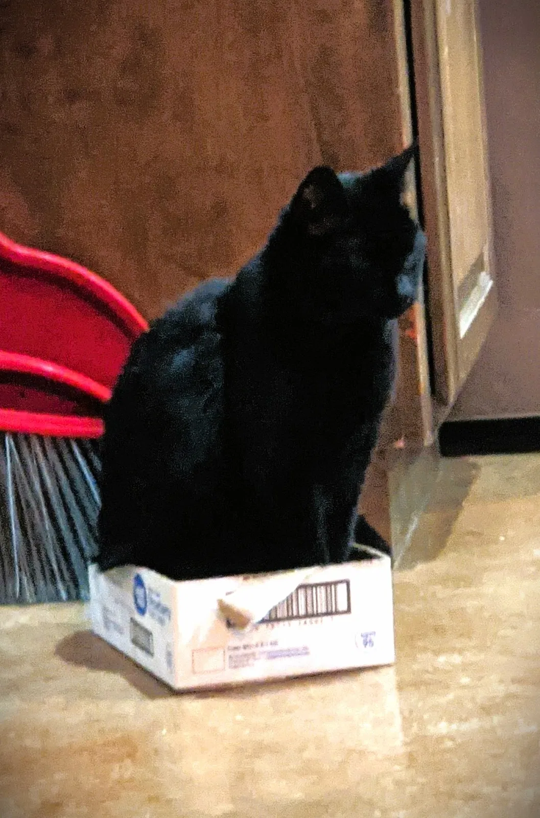 Lost cat in Edmond, OK, 73013