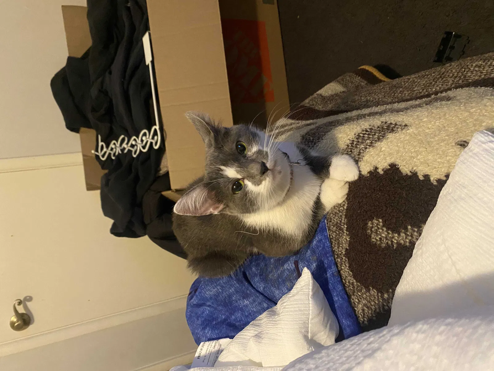 Lost cat in San Bernardino, CA, 92404