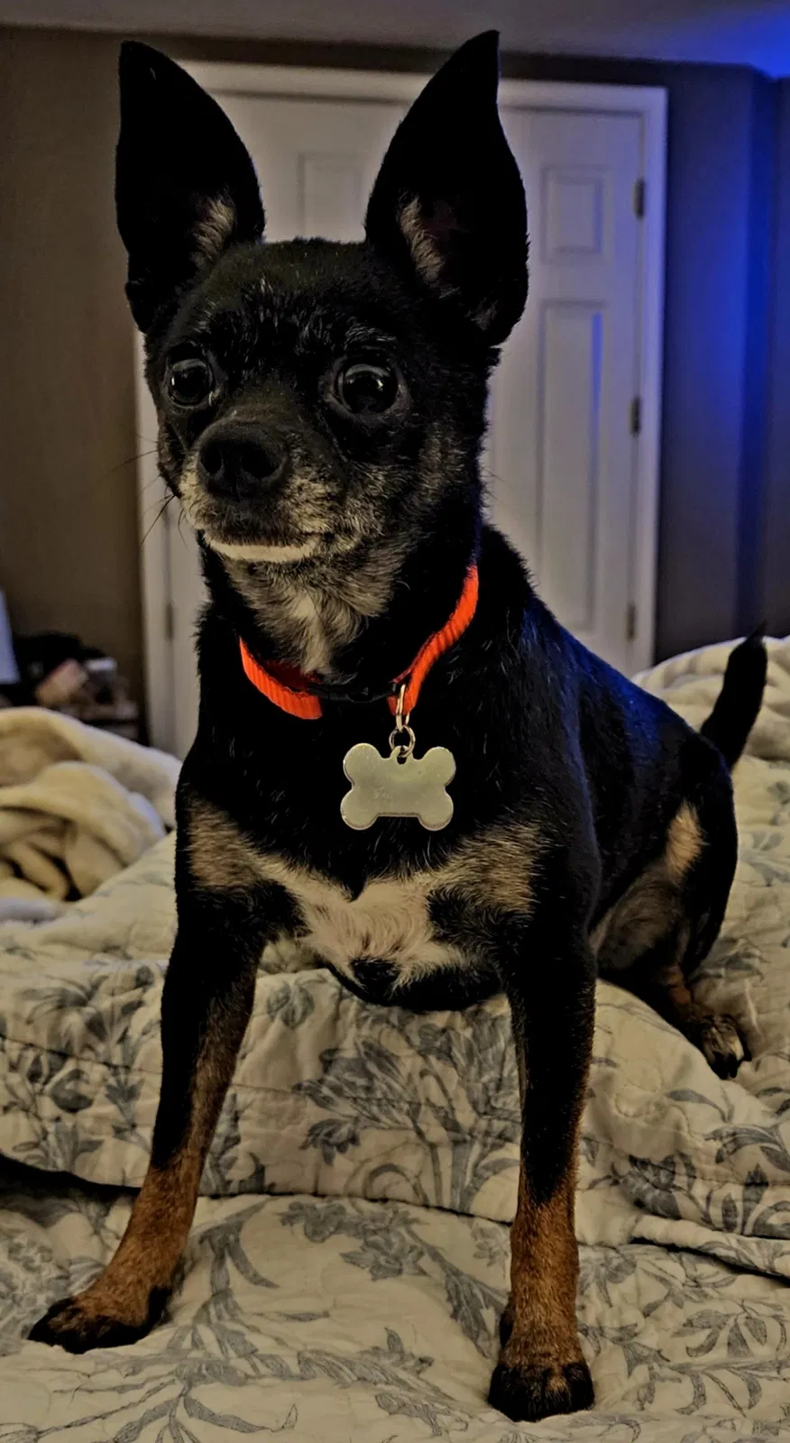 Lost dog in El Dorado Hills, CA, 95762
