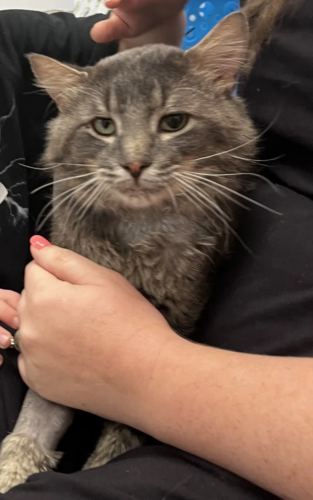 Lost cat in Olathe, KS, 66062