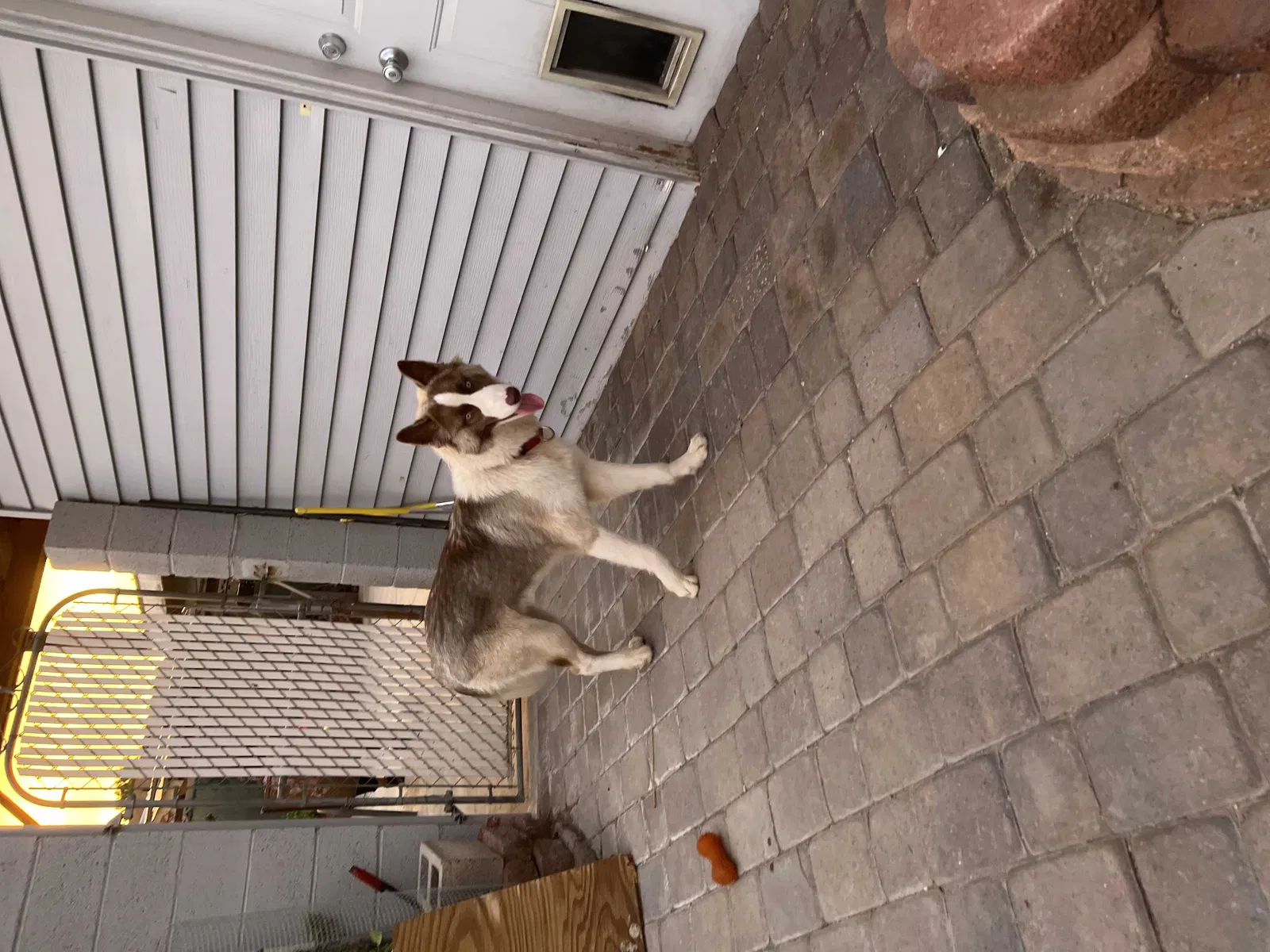 Lost dog in Las Vegas, NV, 89101