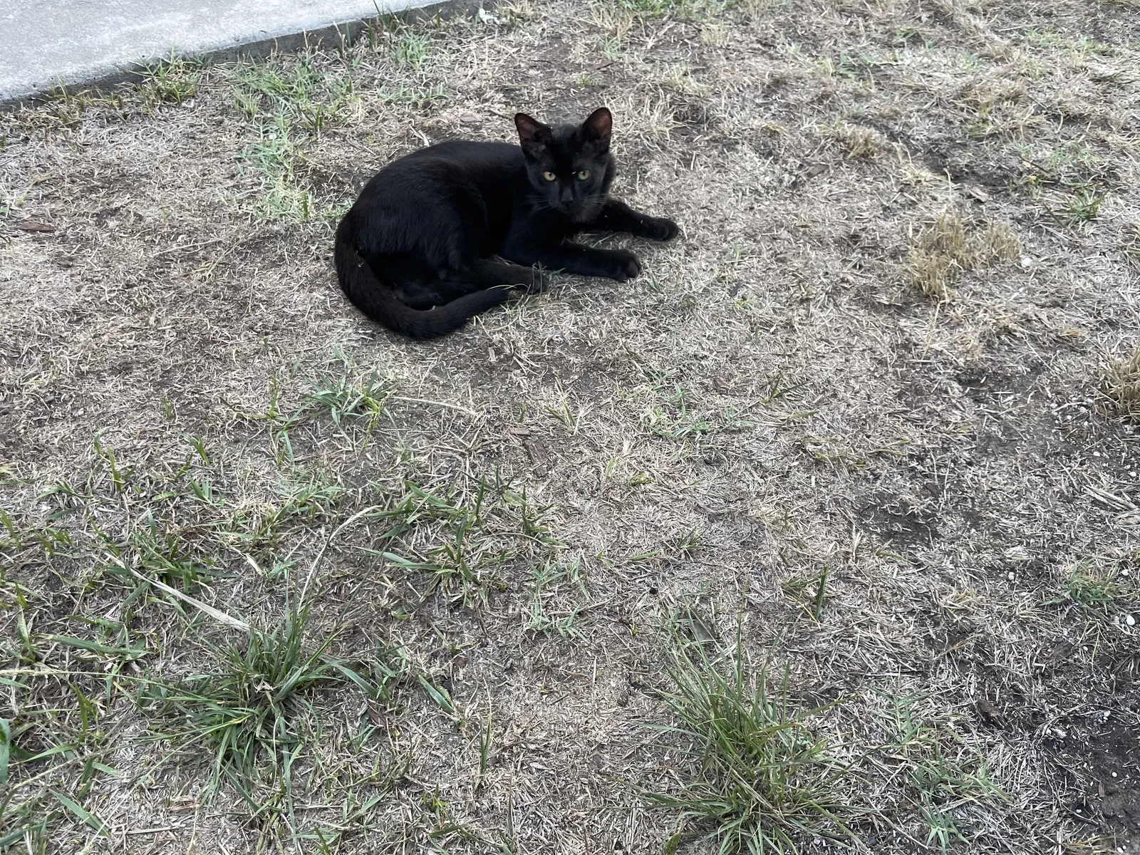 Lost cat in Chula Vista, CA, 91911