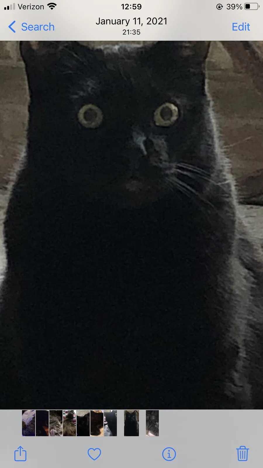 Lost cat in Cypress, TX, 77429