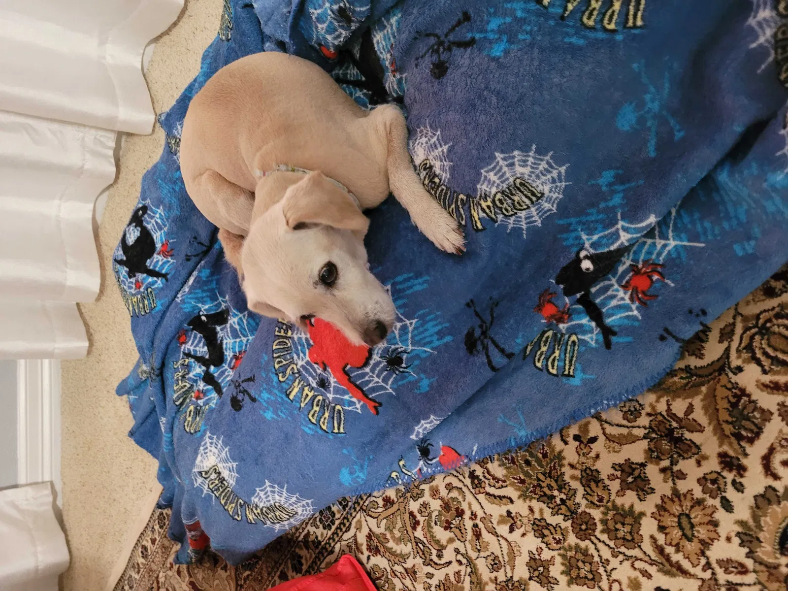 Lost dog in Pearland, TX, 77584