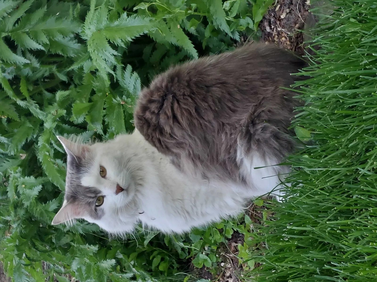 Lost cat in Salt Lake City, UT, 84105