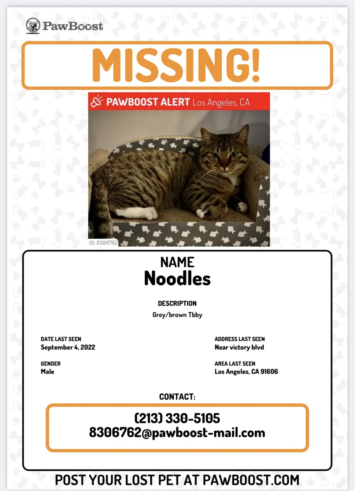 Lost cat in North Hollywood, CA, 91606