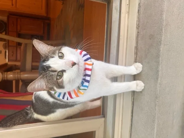 Lost cat in West Jordan, UT, 84084