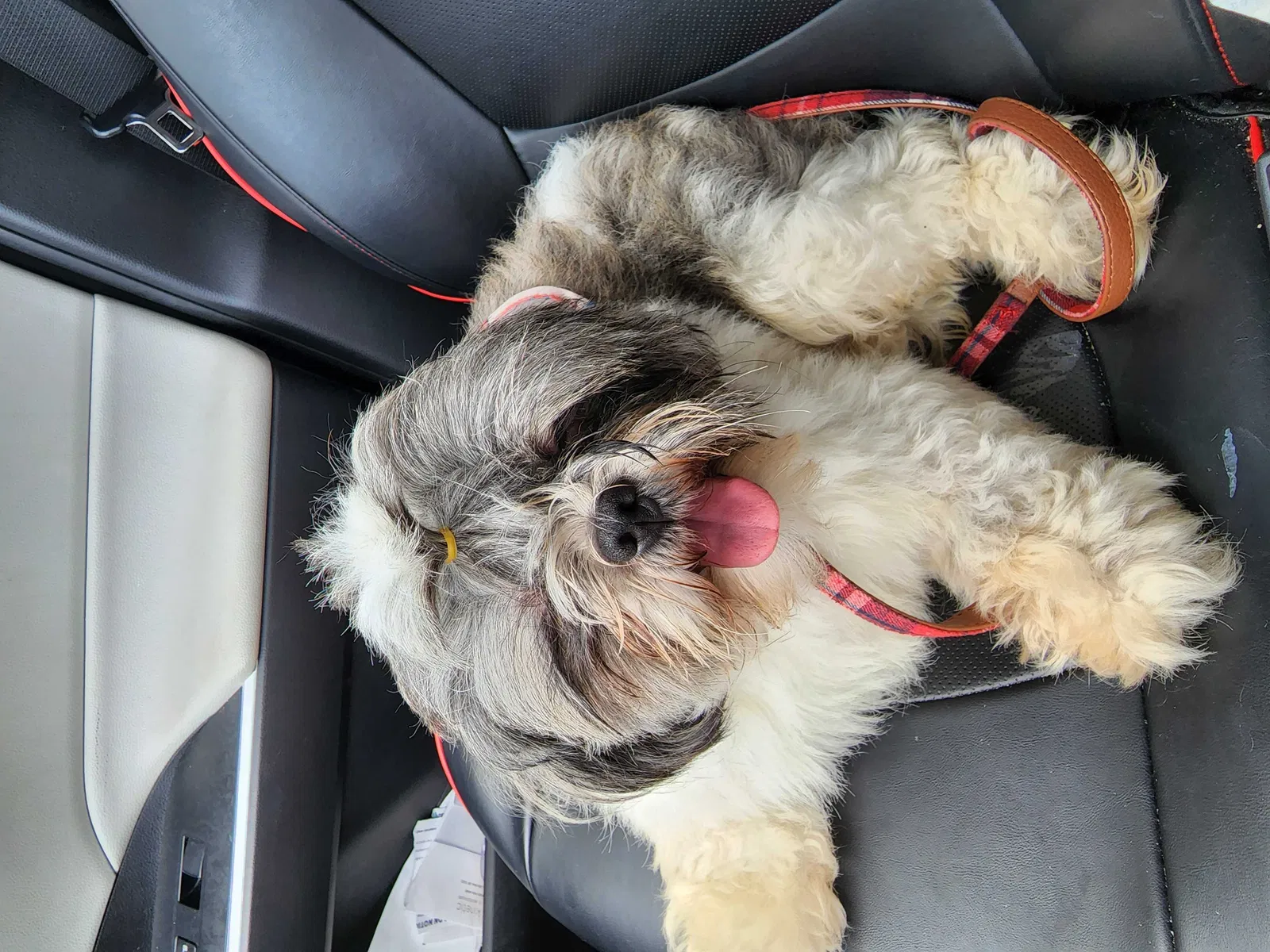 Lost dog in Richmond, TX, 77469