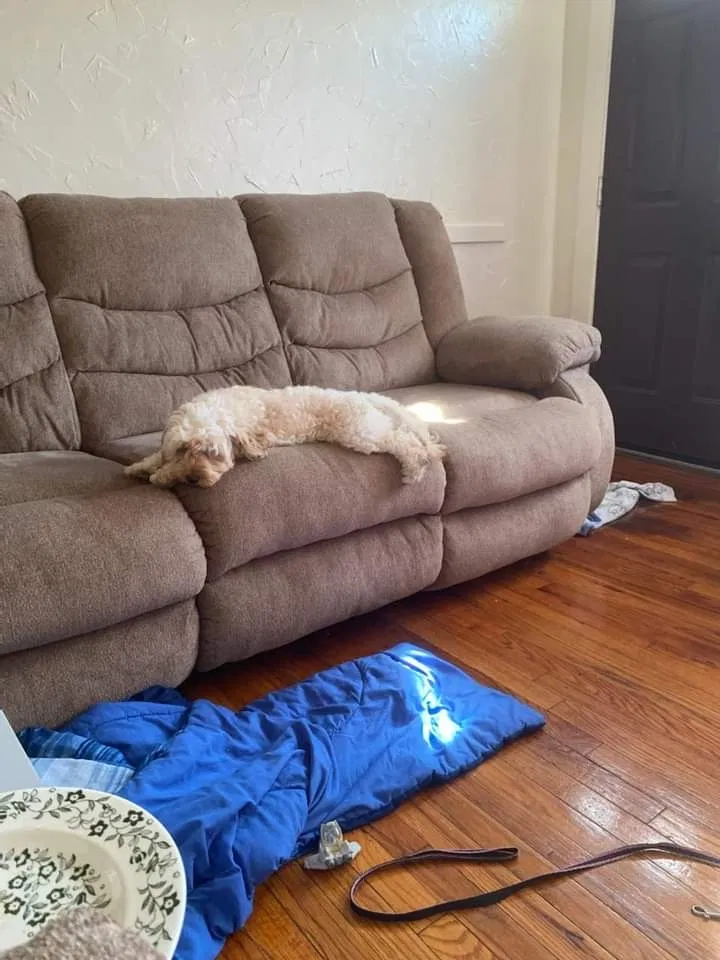 Lost dog in Phillipsburg, NJ, 8865