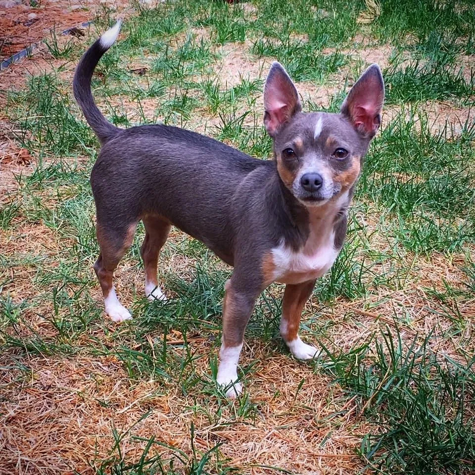 Lost dog in Elbert, CO, 80106