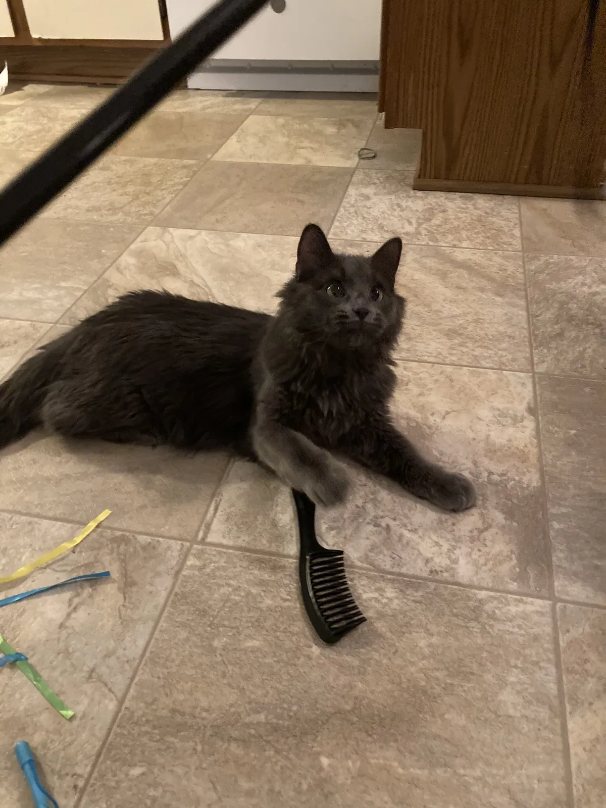 Lost cat in Green Bay, WI, 54303