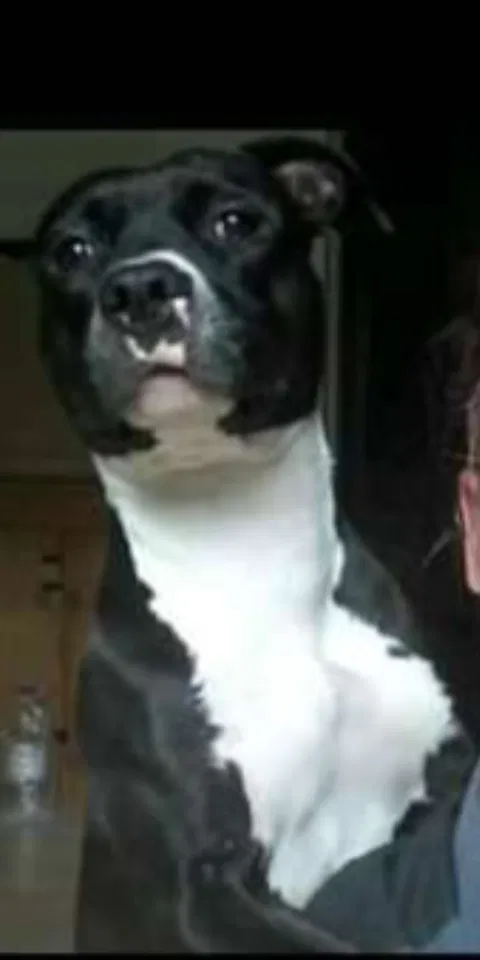 Lost dog in Hartford, CT, 6105