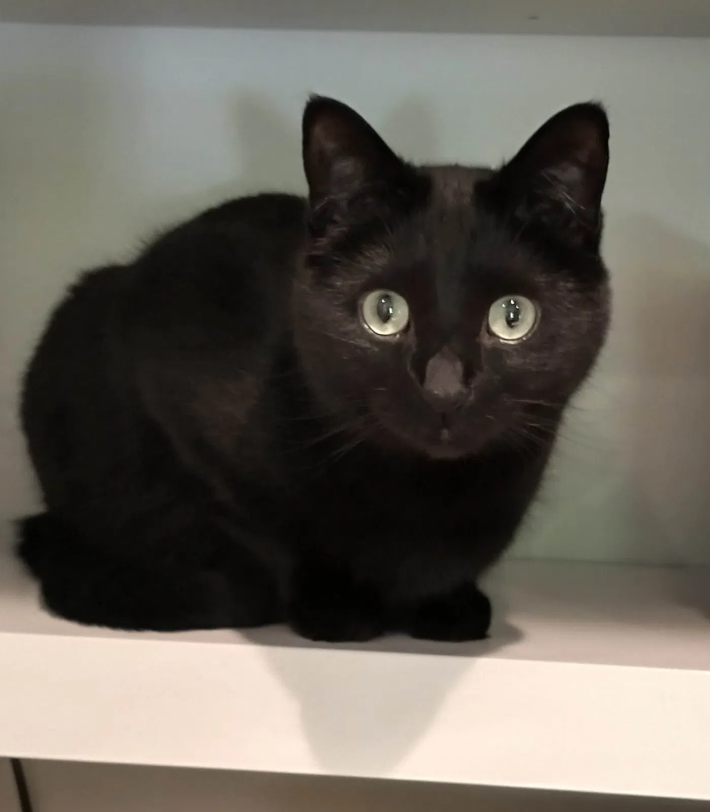 Lost cat in Portland, OR, 97219