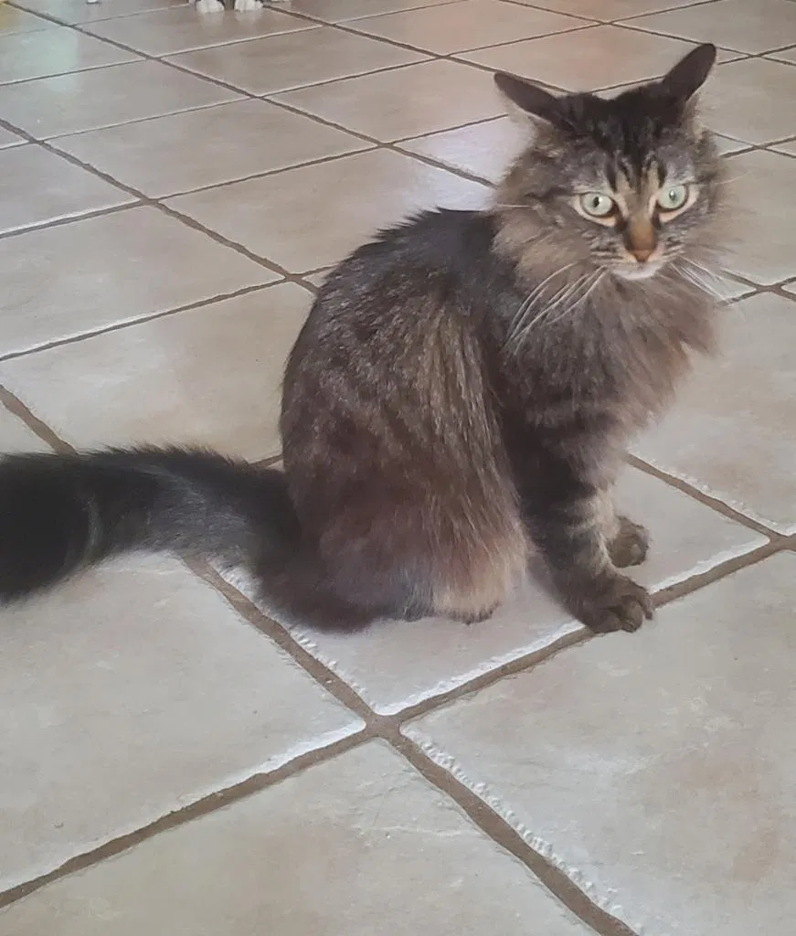 Lost cat in Brandon, FL, 33510