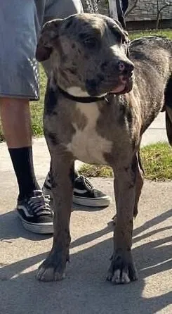 Lost dog in Riverside, CA, 92509