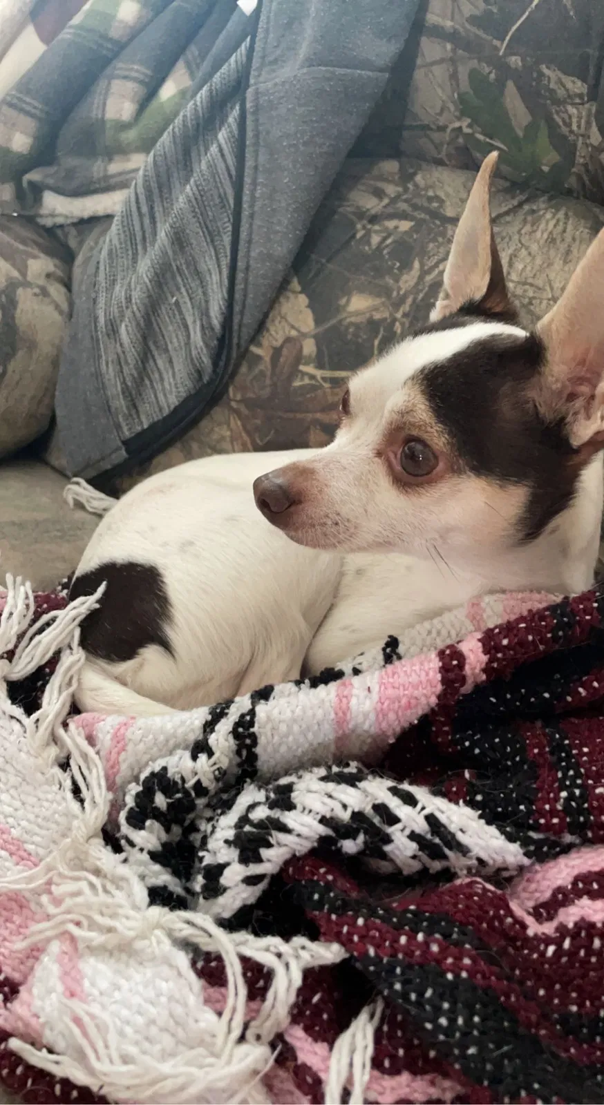 Lost dog in Golden, CO, 80401