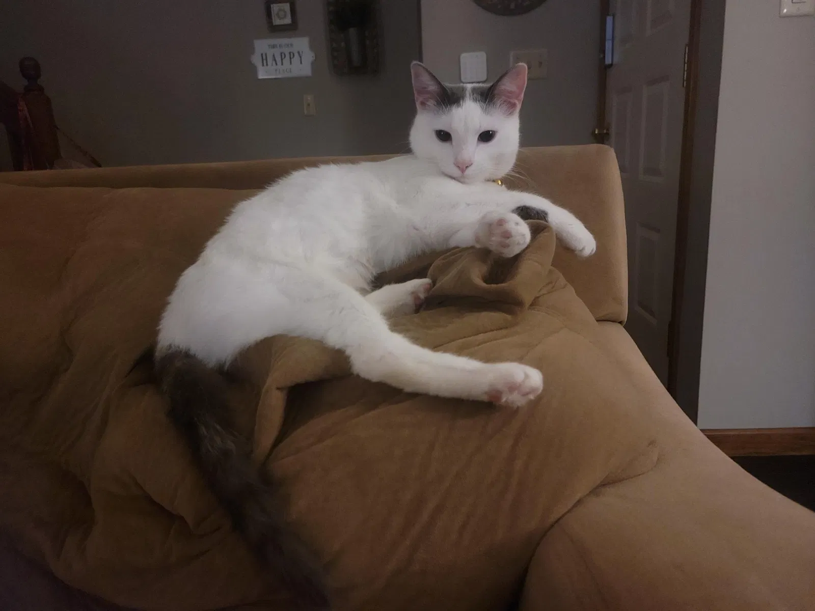 Lost cat in Lenexa, KS, 66215