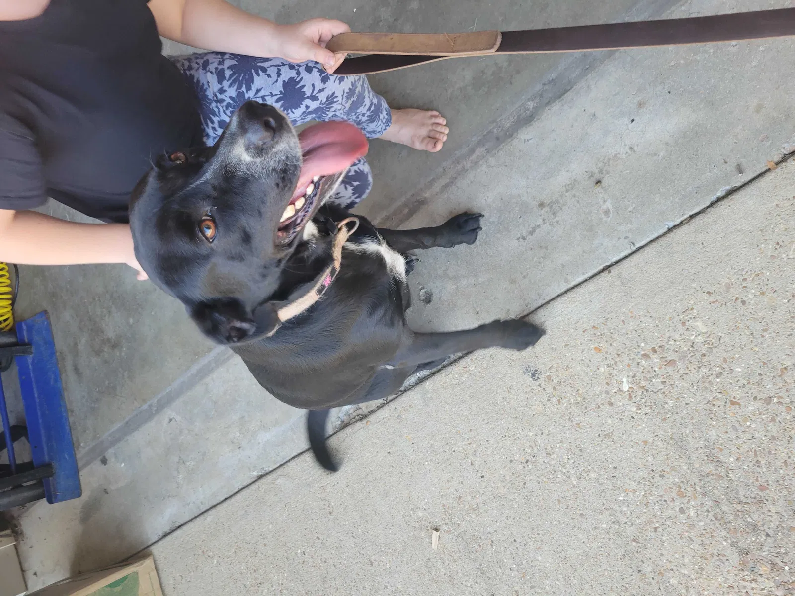Found dog in Columbus, MS, 39702