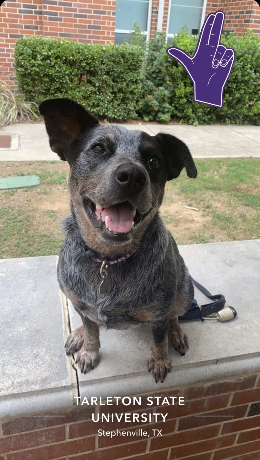 Lost dog in Lueders, TX, 79533